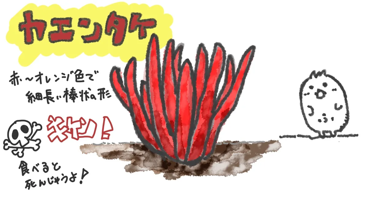 カエンタケ